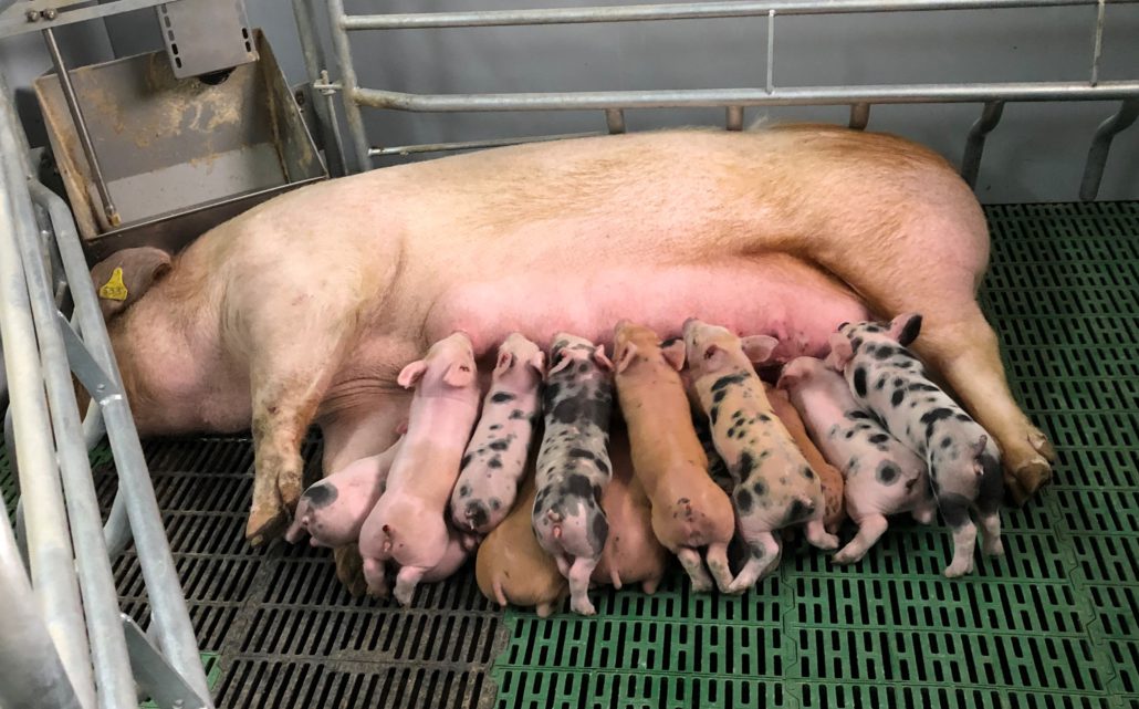 Maternitats