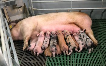 Maternitats